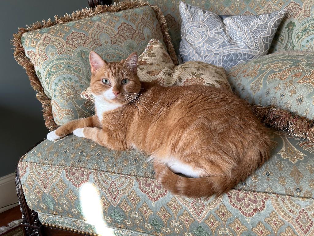 Enlarge Marie Catoinette25F, a Adoptable mixed breed in Youngsville, NC image 4/4