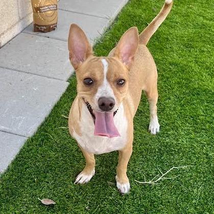 Duchess, Adoptable, Adult Female Chihuahua.