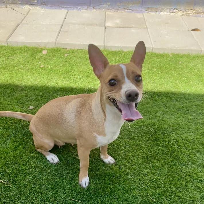 Enlarge Duchess, a Adoptable Chihuahua in Laredo, TX image 2/3