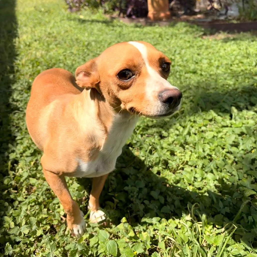 Duchess, Adoptable, Adult Female Chihuahua.