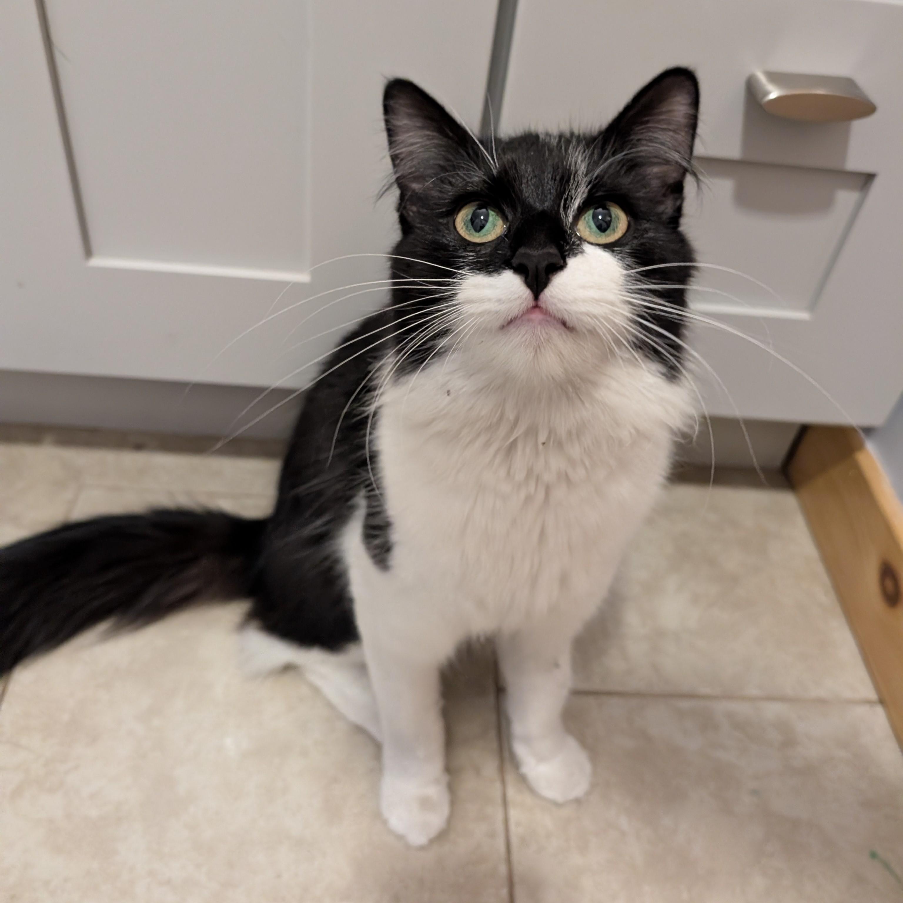 Enlarge Donut Courtesy Listing, a Adoptable Domestic Medium Hair in Midland, MI image 2/6