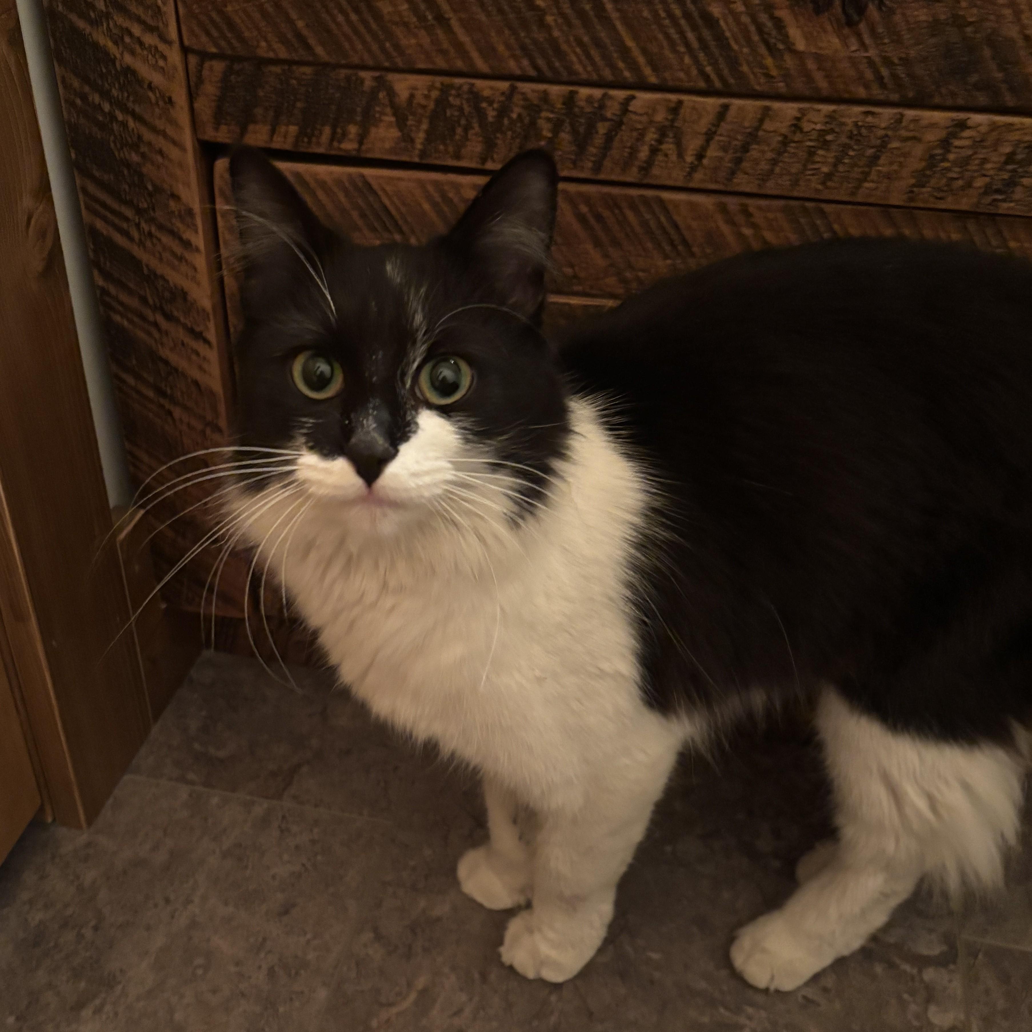 Enlarge Donut Courtesy Listing, a Adoptable Domestic Medium Hair in Midland, MI image 5/6