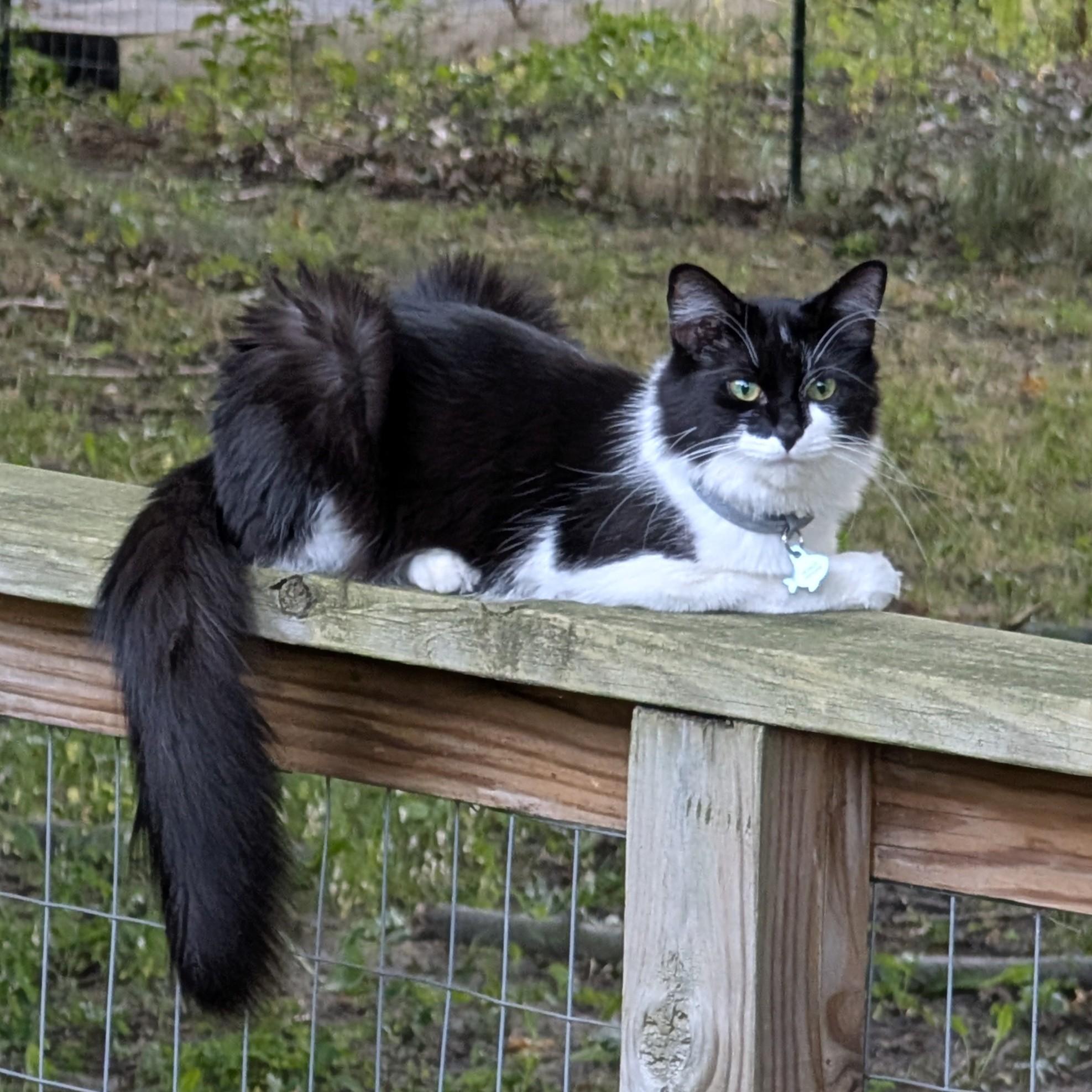 Enlarge Donut Courtesy Listing, a Adoptable Domestic Medium Hair in Midland, MI image 1/6