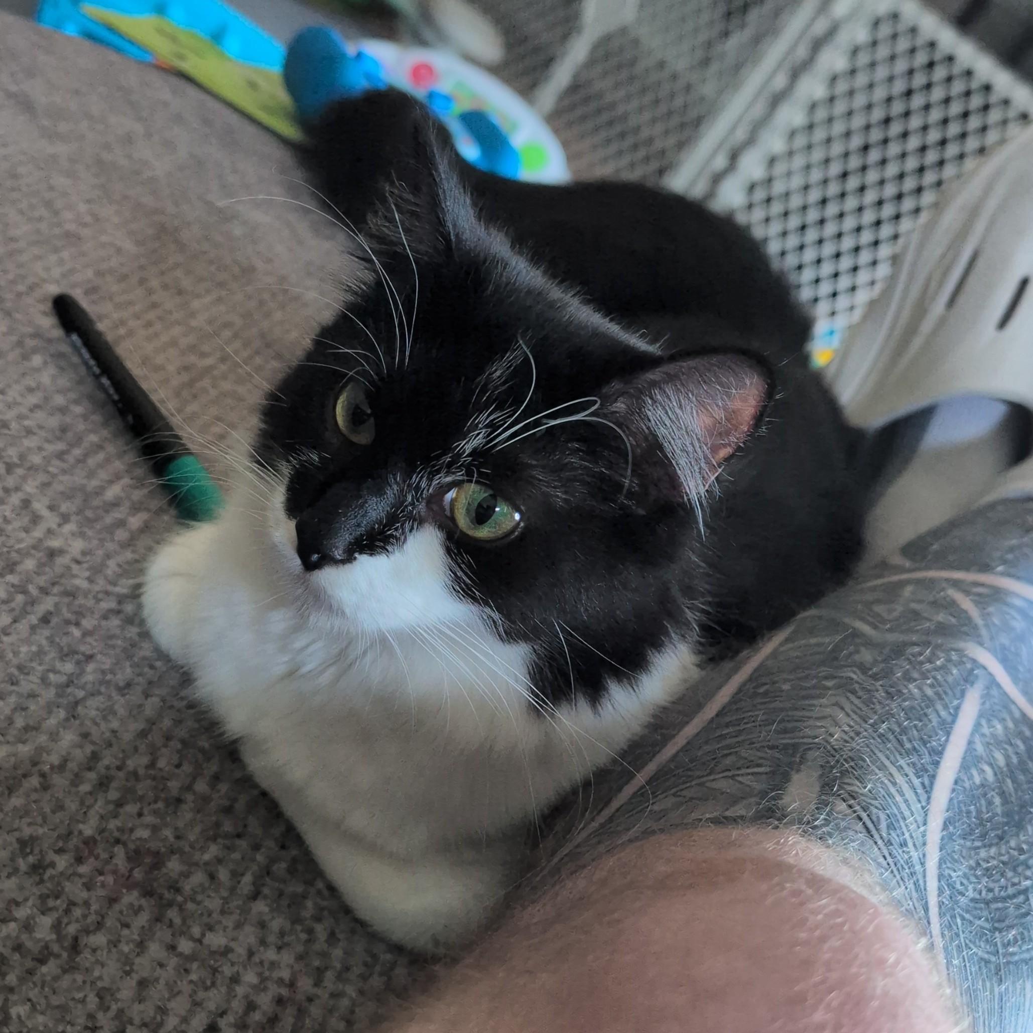 Enlarge Donut Courtesy Listing, a Adoptable Domestic Medium Hair in Midland, MI image 3/6