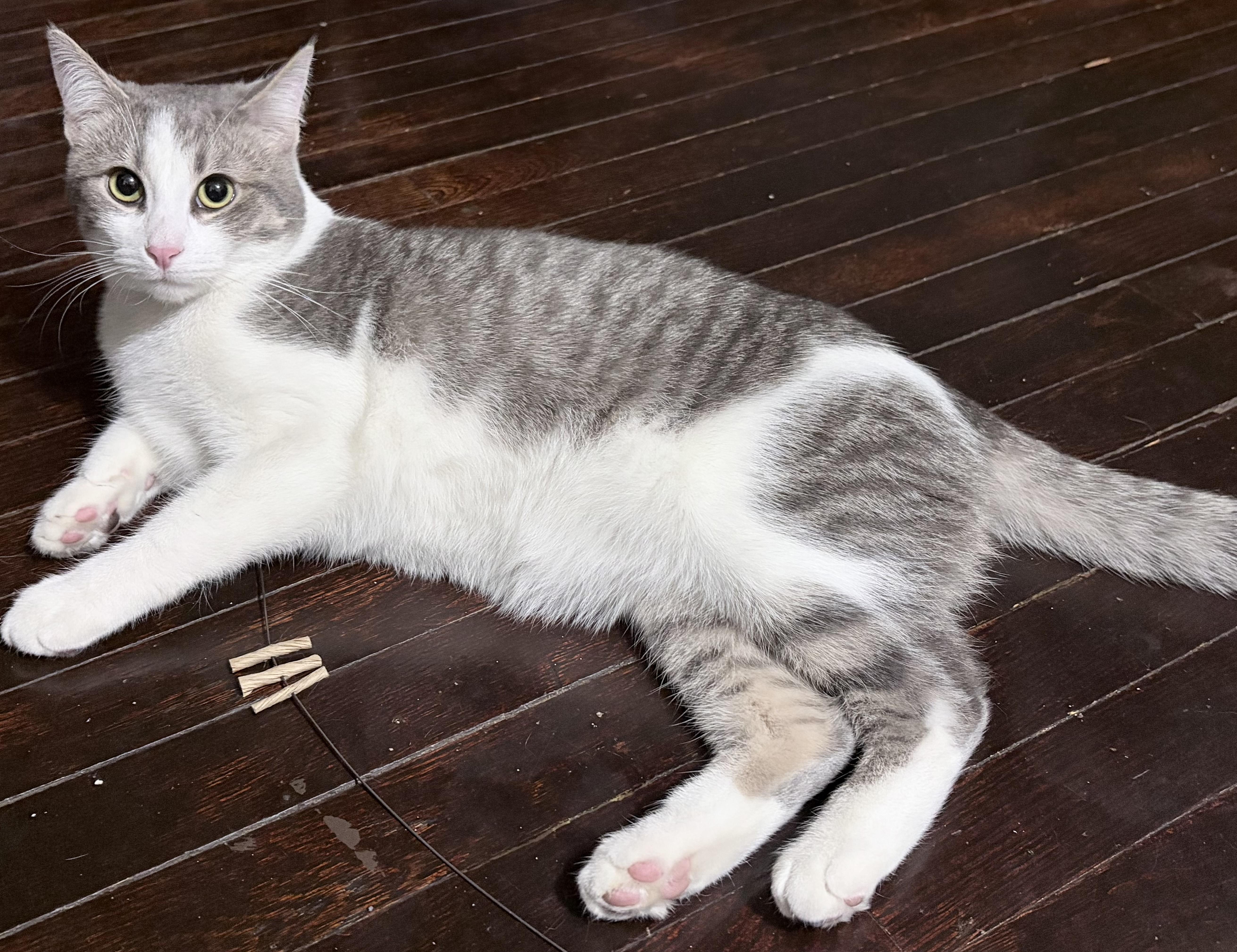 Enlarge Marko, an adopted Domestic Short Hair in Albany, NY image 4/6