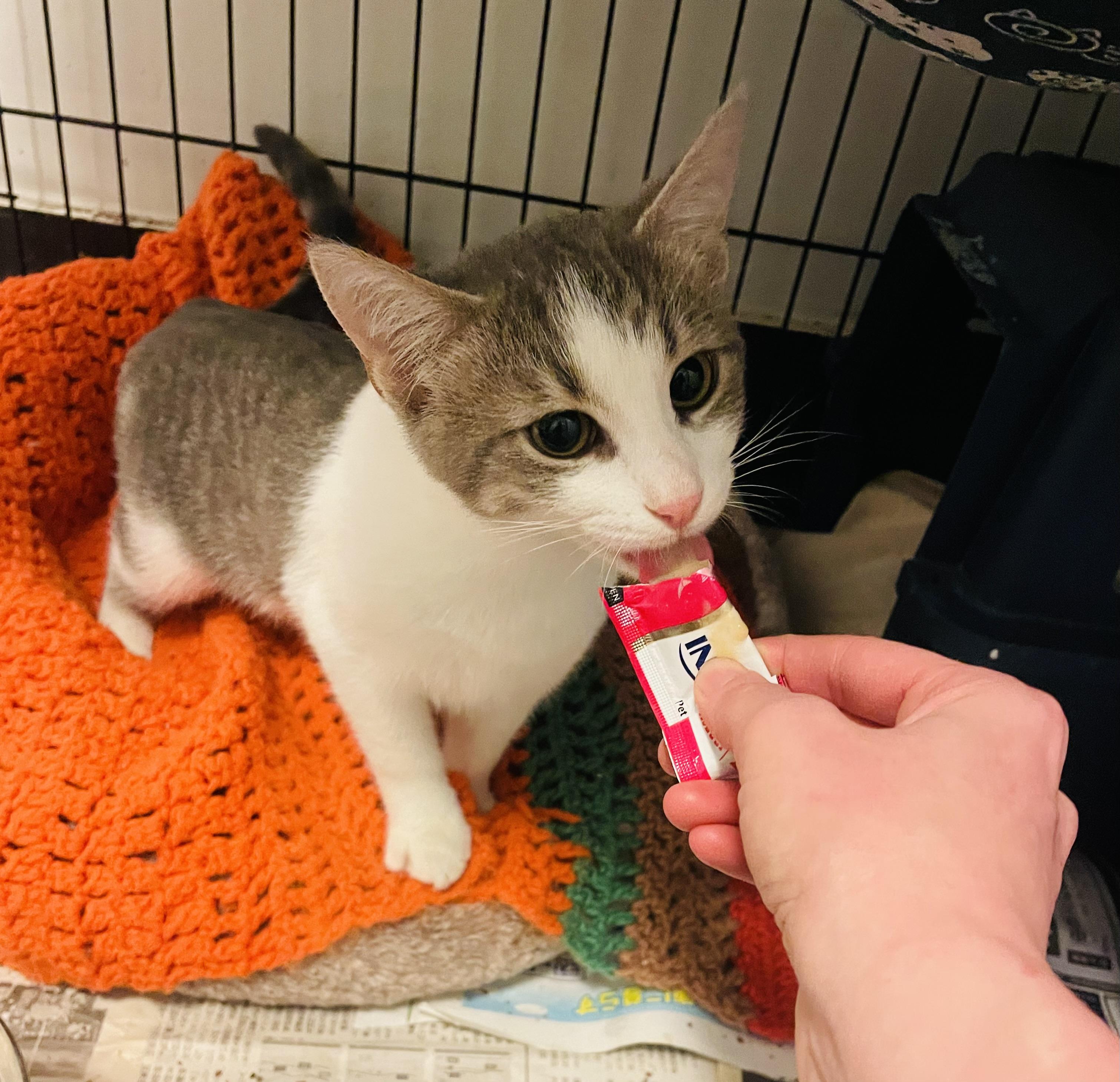 Enlarge Marko, an adopted Domestic Short Hair in Albany, NY image 3/6