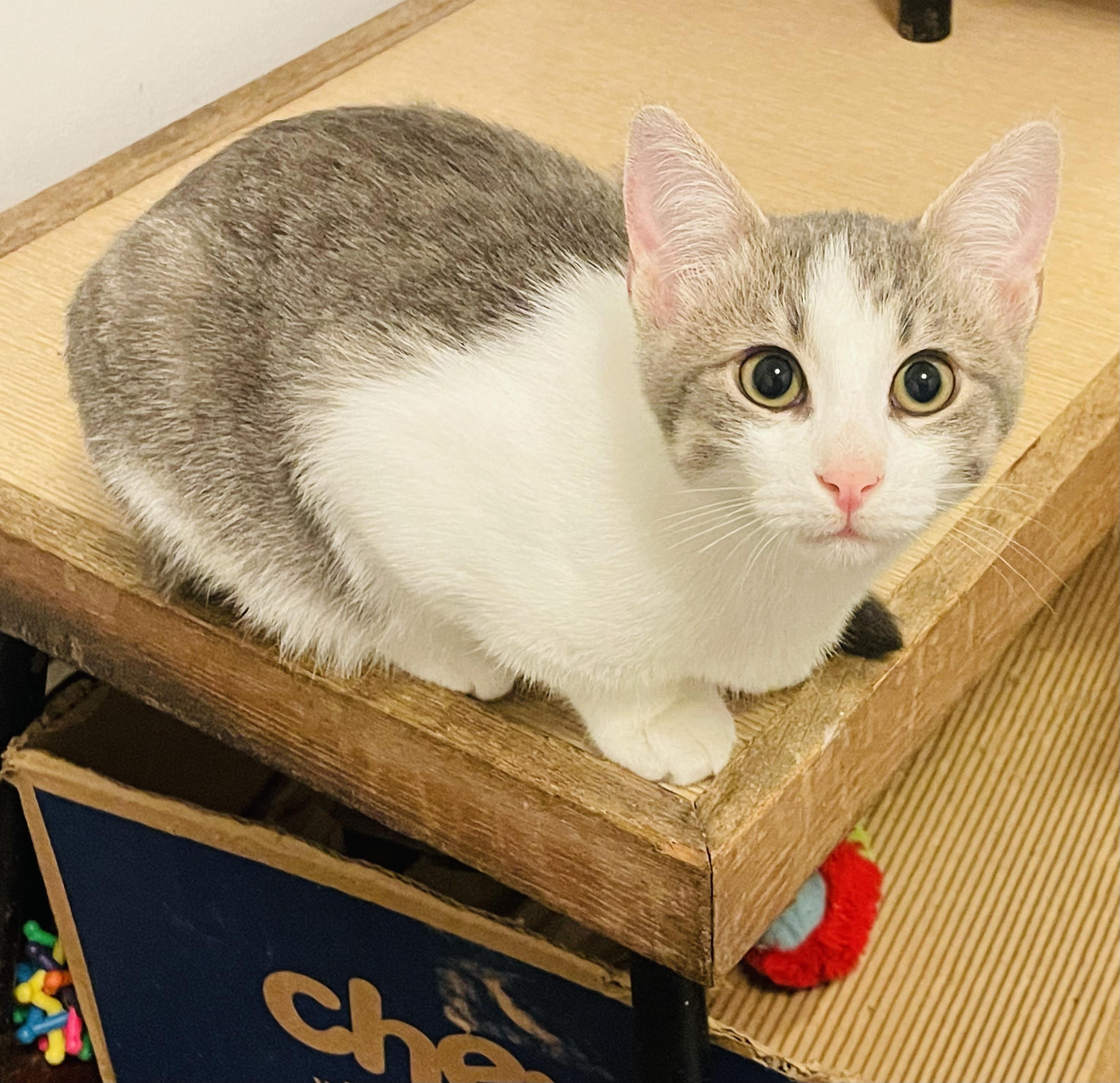 Enlarge Marko, an adopted Domestic Short Hair in Albany, NY image 5/6