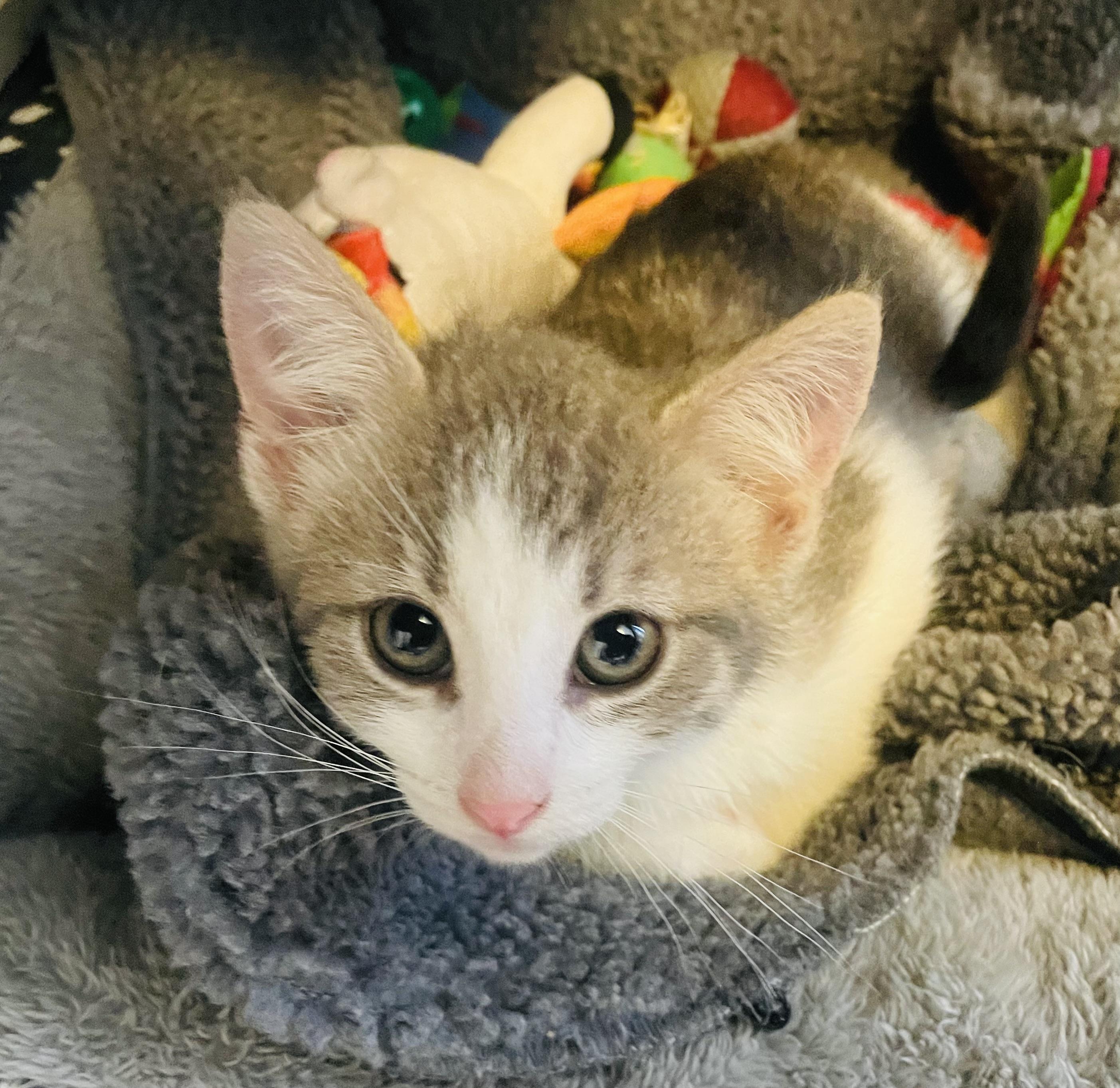 Enlarge Marko, an adopted Domestic Short Hair in Albany, NY image 6/6