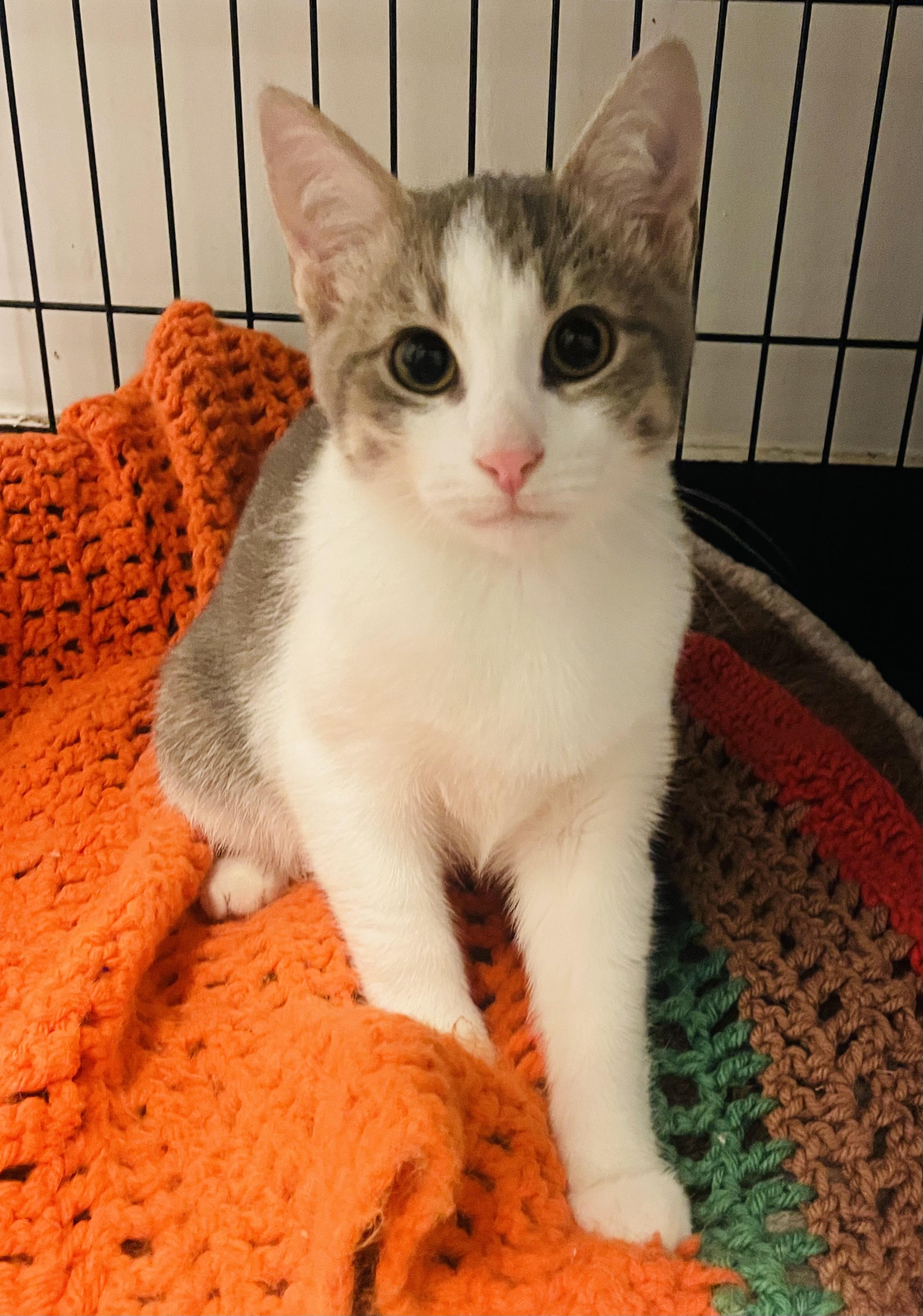 Enlarge Marko, an adopted Domestic Short Hair in Albany, NY image 1/6