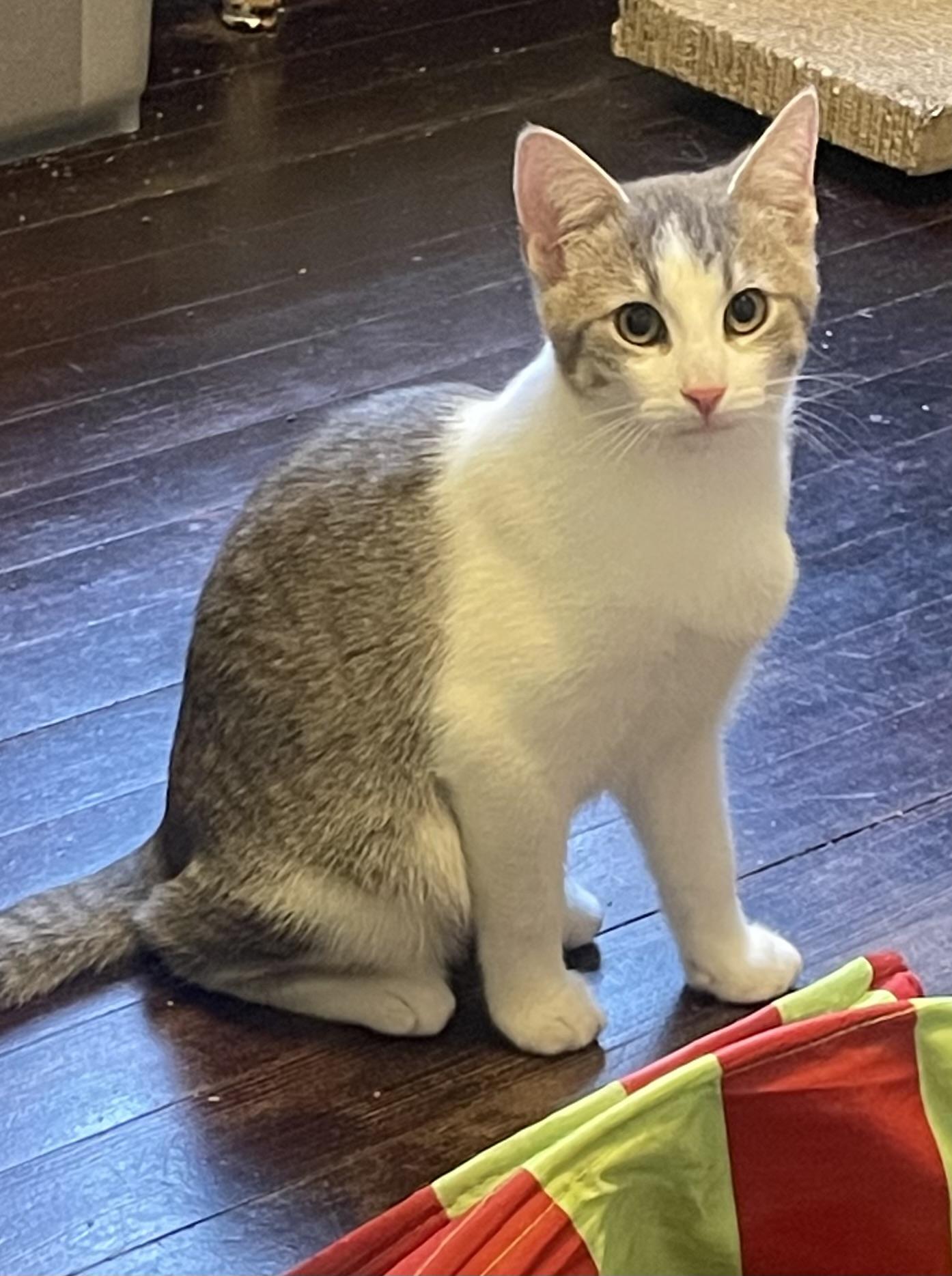 Enlarge Marko, an adopted Domestic Short Hair in Albany, NY image 2/6