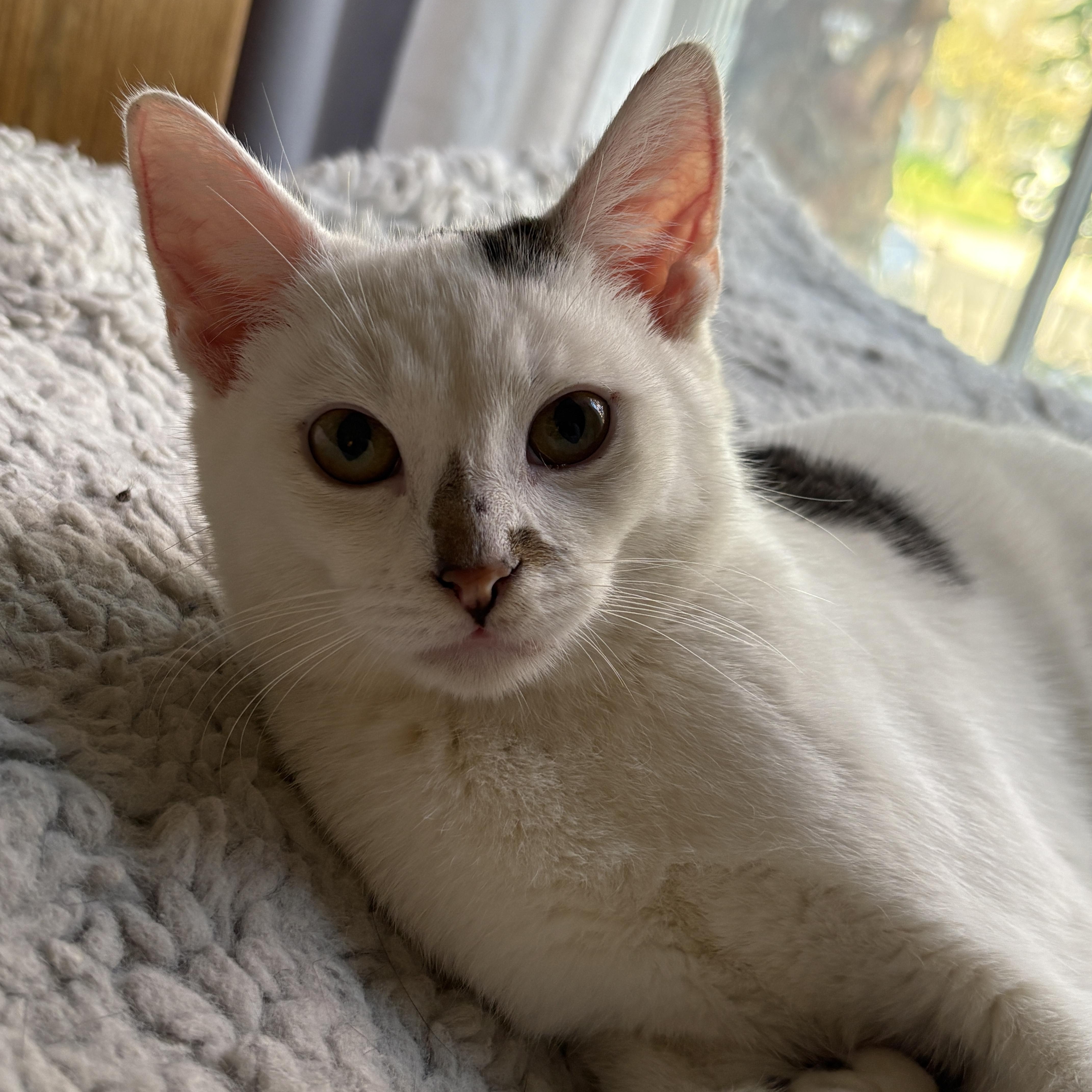 Enlarge Pablo, a ADOPTABLE Domestic Short Hair in Pacific Palisades, CA image 1/4