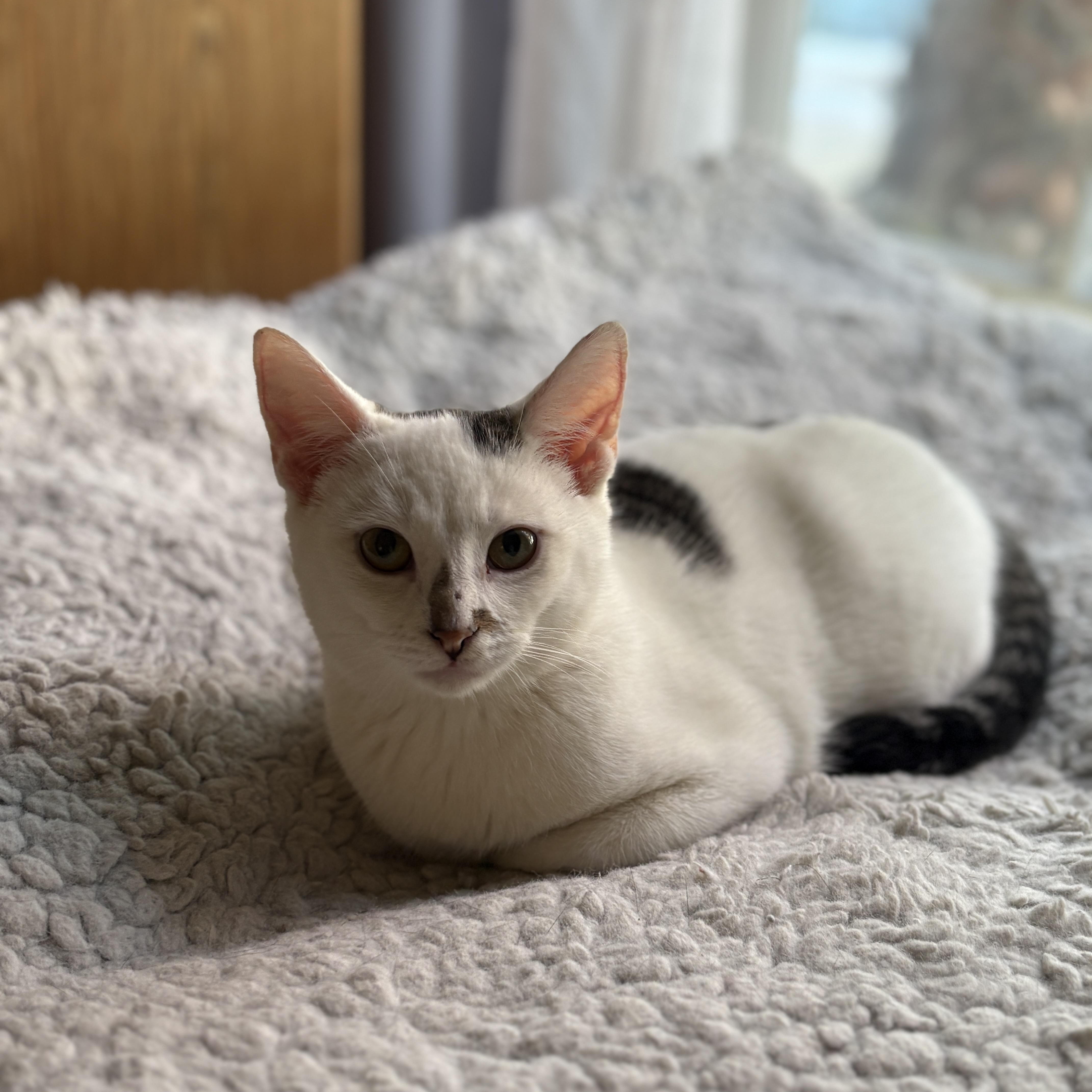 Pablo, ADOPTABLE, Young Male Domestic Short Hair.