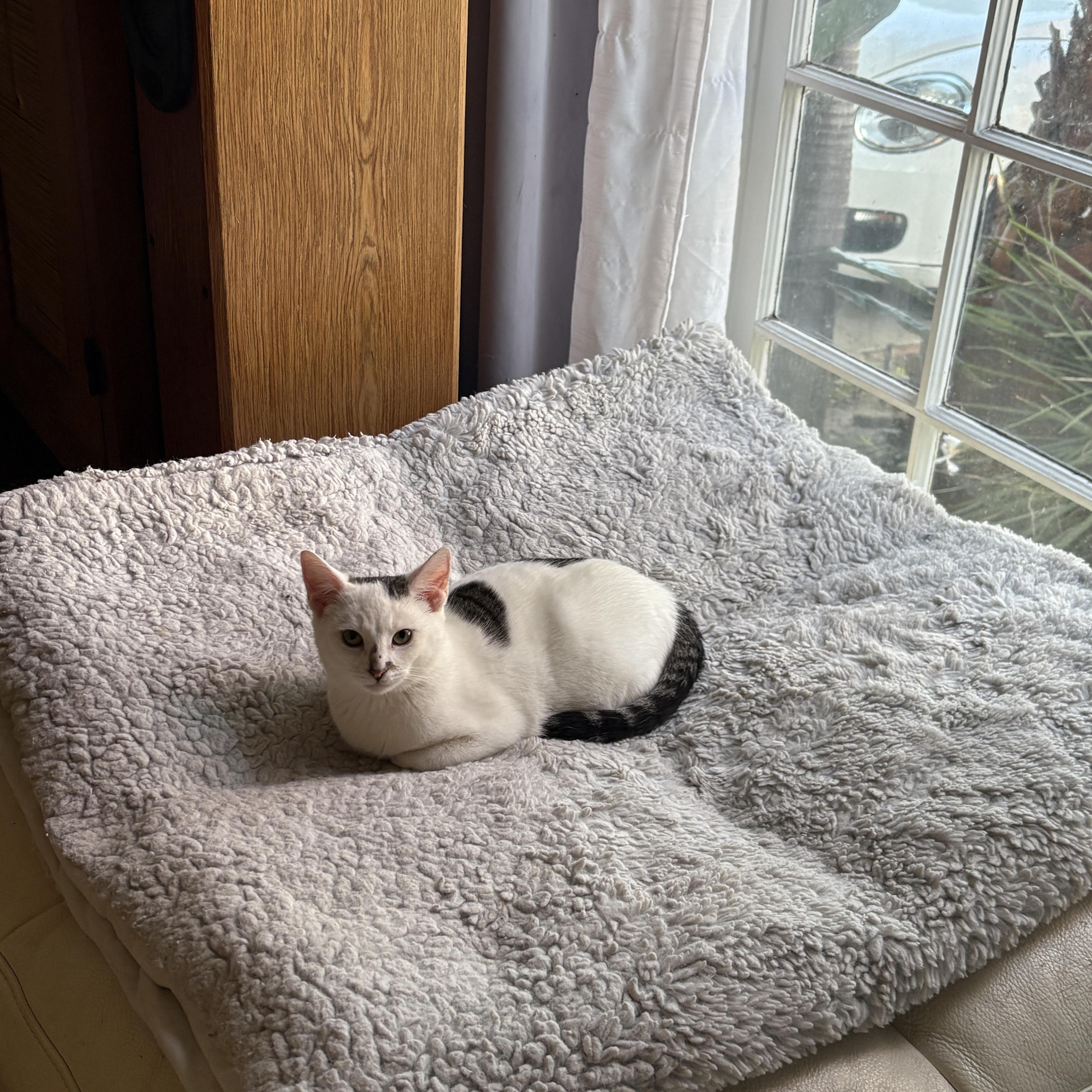 Enlarge Pablo, a ADOPTABLE Domestic Short Hair in Pacific Palisades, CA image 3/4