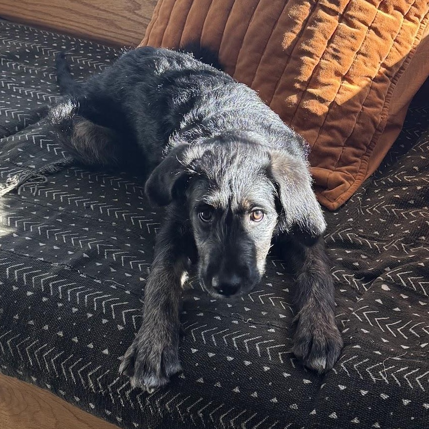 Enlarge Willow, a ADOPTABLE mixed breed in Colorado Springs, CO image 3/3