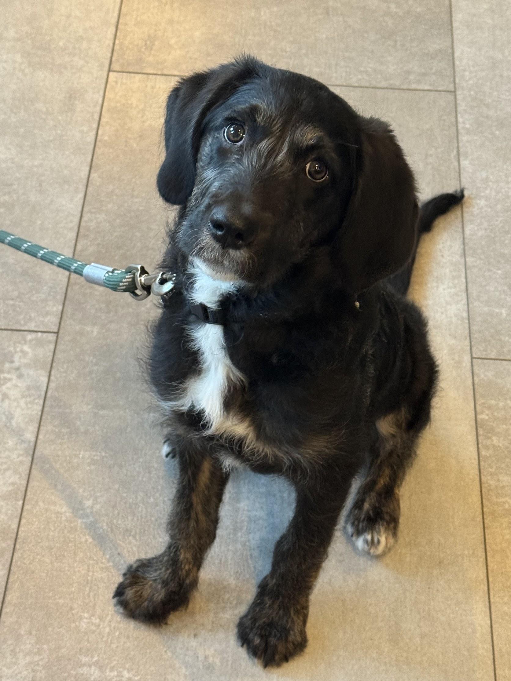 Enlarge Willow, a ADOPTABLE mixed breed in Colorado Springs, CO image 2/3