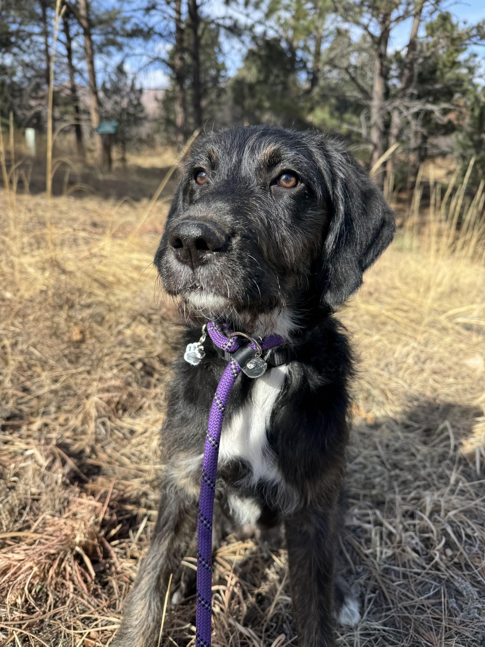 Willow, ADOPTABLE, Puppy Female Poodle & Mastiff.