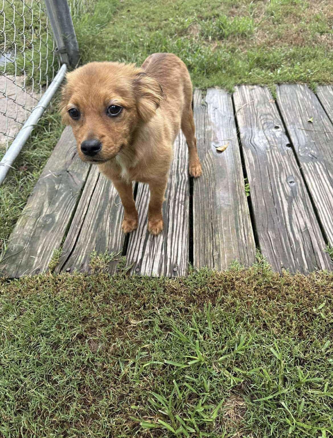 Aoife fka Muffin, Adopted, Young Female Chihuahua & Terrier.