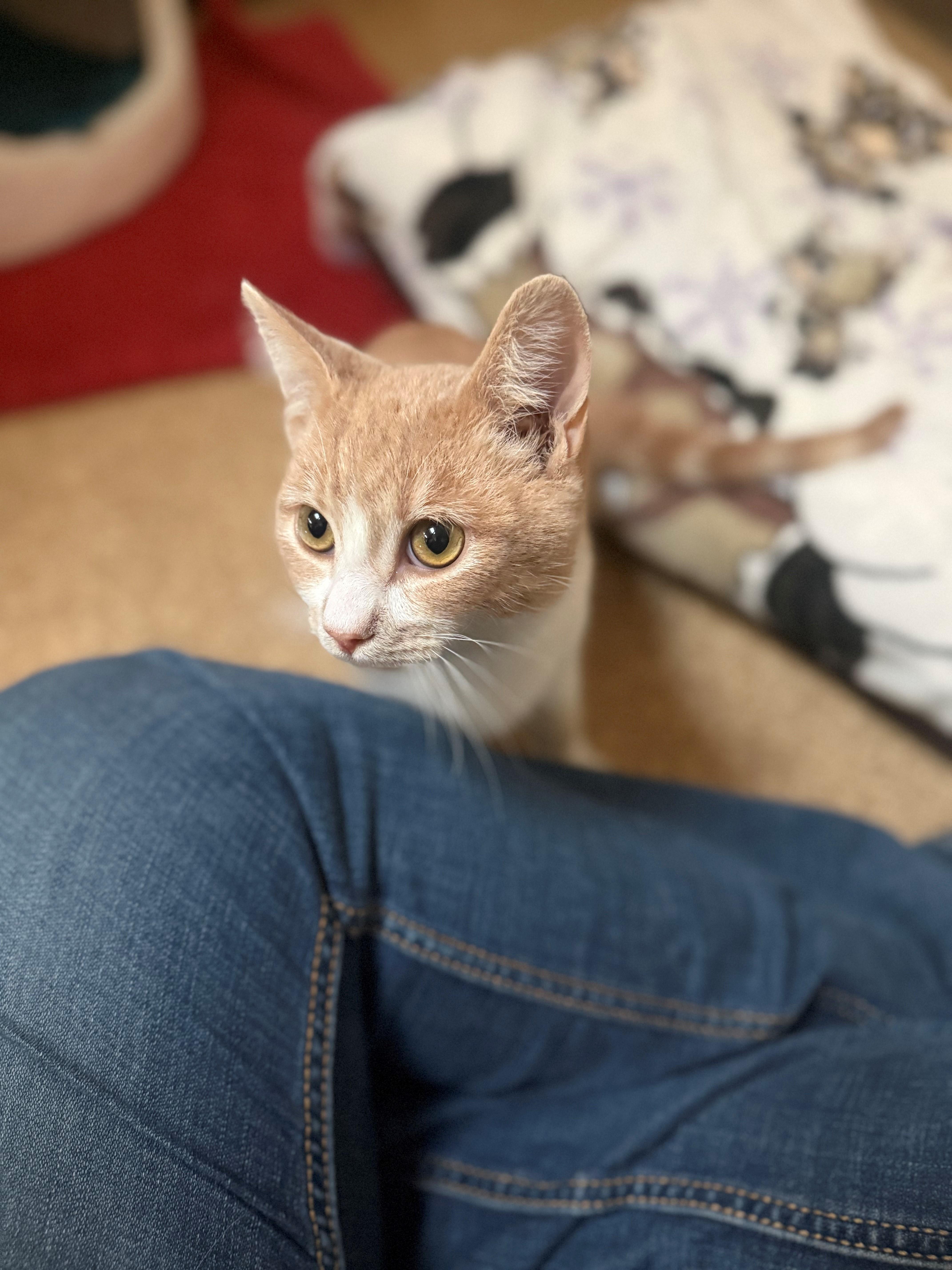 Tiny, ADOPTABLE, Young Male Domestic Short Hair.