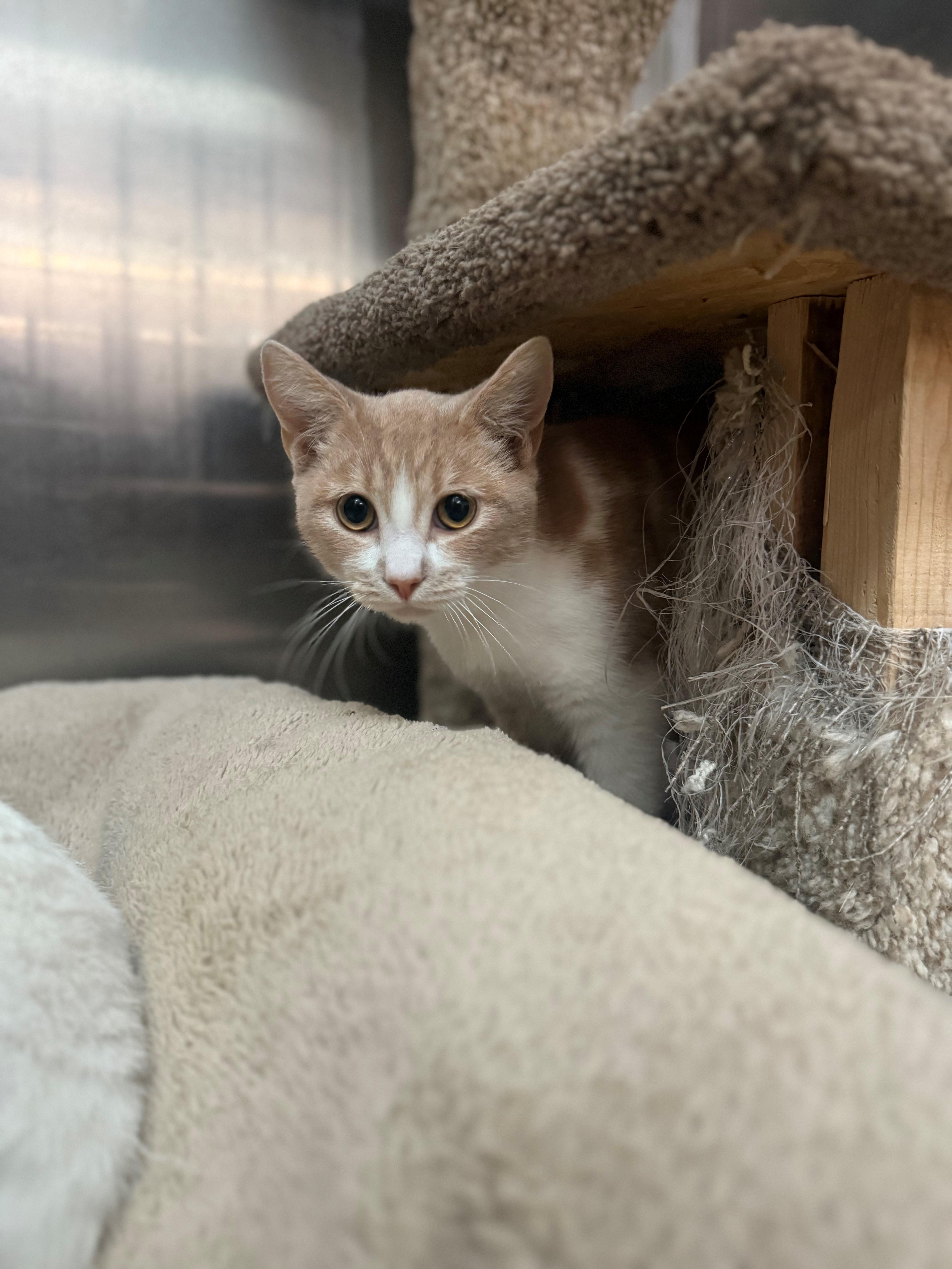 Enlarge Tiny, a ADOPTABLE Domestic Short Hair in Laguna Beach, CA image 2/2