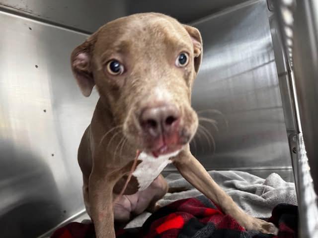 Mystic, Adopted, Young Female Pit Bull Terrier.