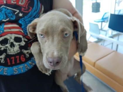 Enlarge Mystic, a Adopted Pit Bull Terrier in Arlee, MT image 2/2