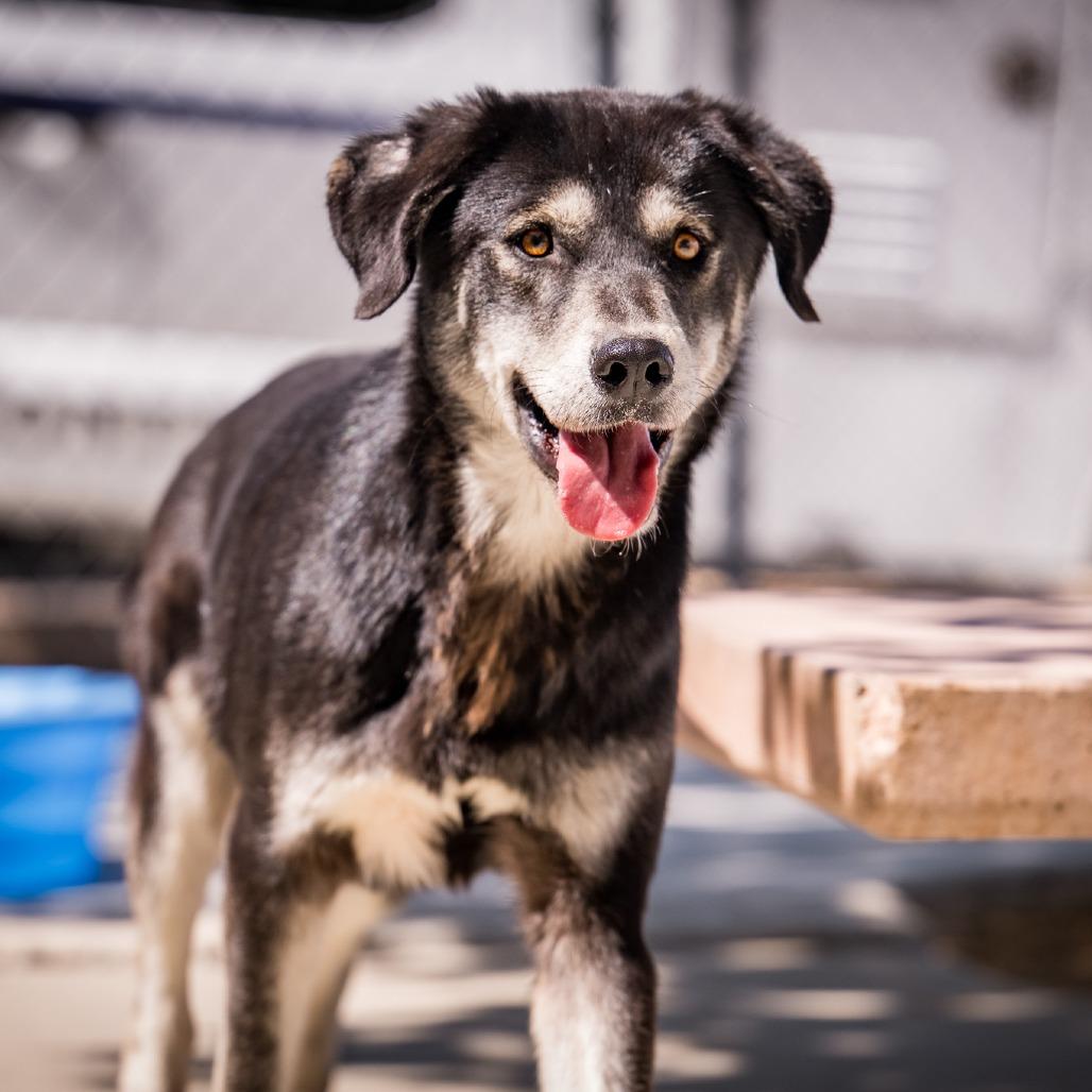 Enlarge BRAX, a ADOPTABLE mixed breed in Joshua Tree, CA image 2/2