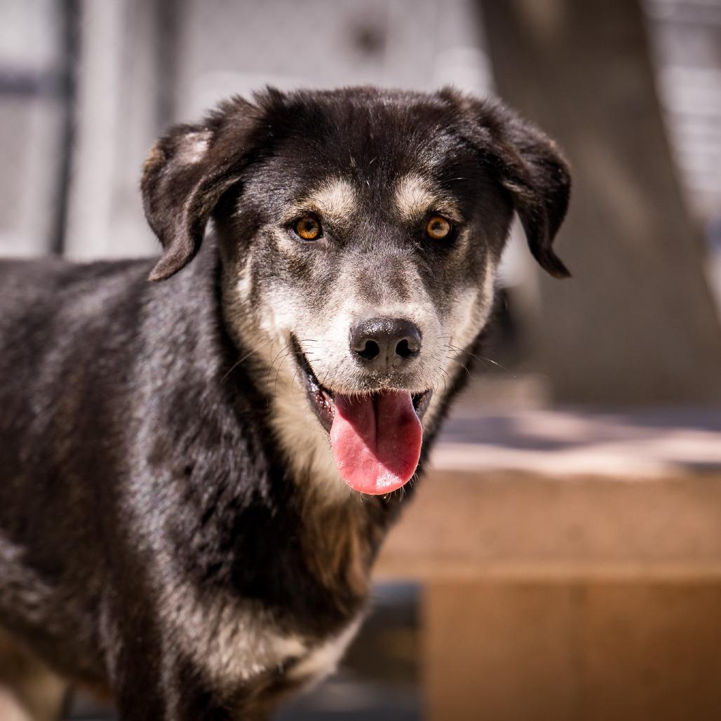 BRAX, ADOPTABLE, Young Male Shepherd & Husky.