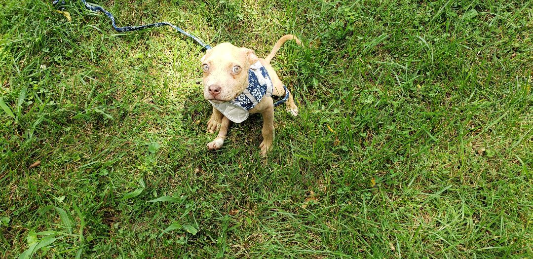 Stella (has rear end neurological) may get worse as she gets older. 6months old now. photo 5