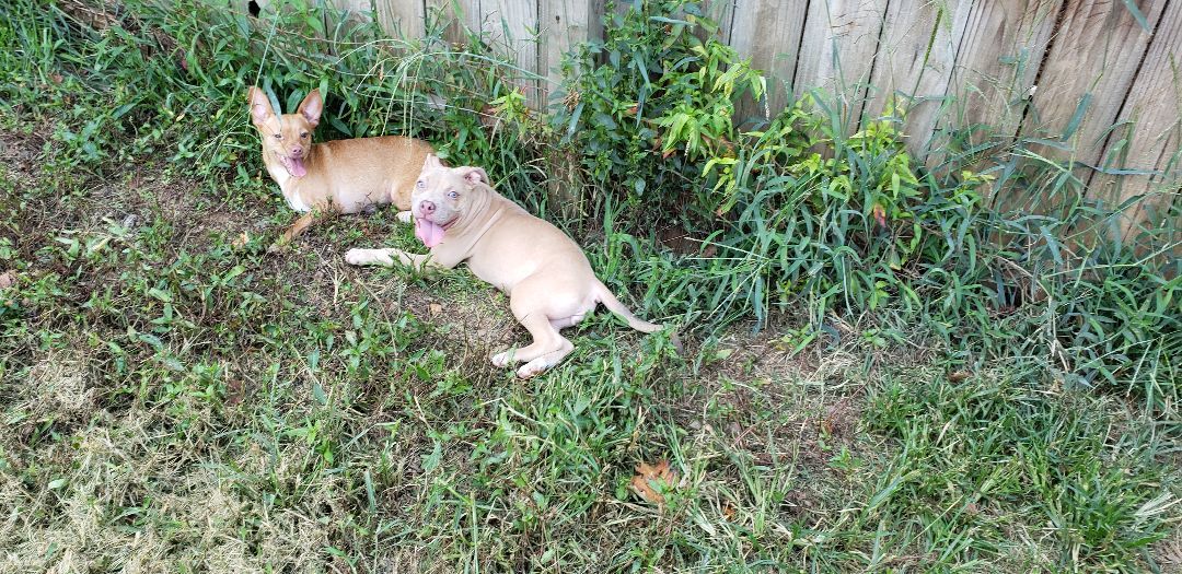 Stella (has rear end neurological) may get worse as she gets older. 6months old now.  photo 1