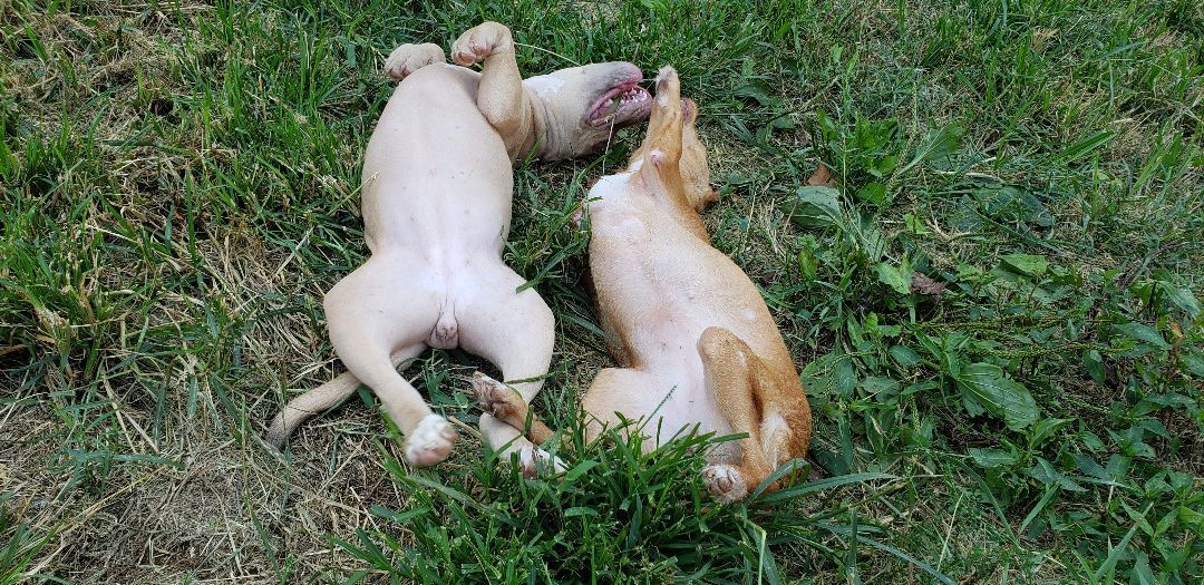 Stella (has rear end neurological) may get worse as she gets older. 6months old now. photo 4