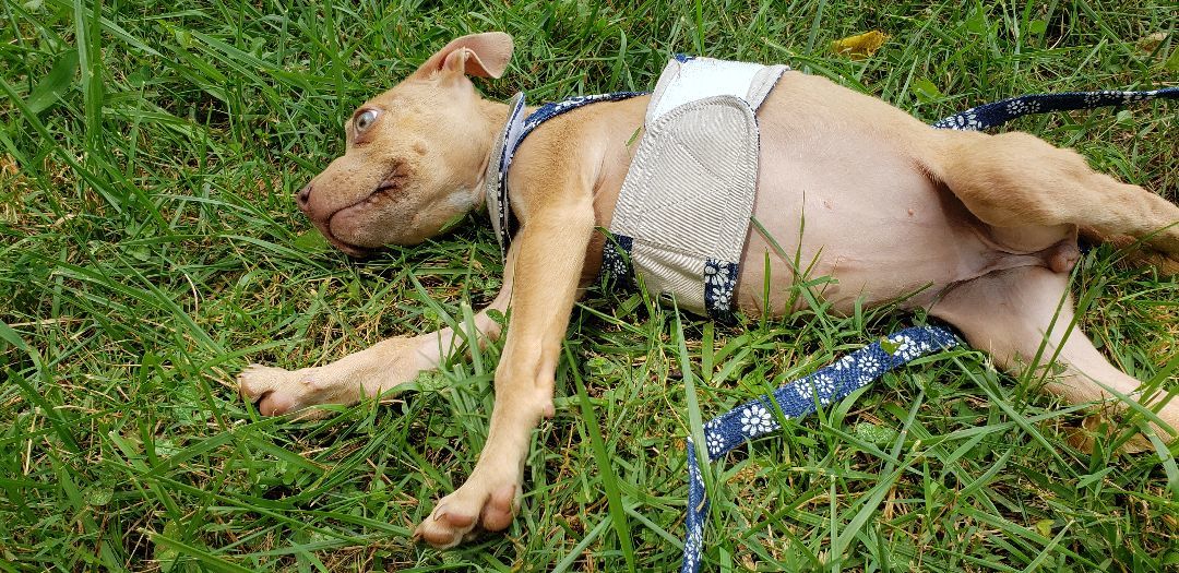 Stella (has rear end neurological) may get worse as she gets older. 6months old now. photo 3