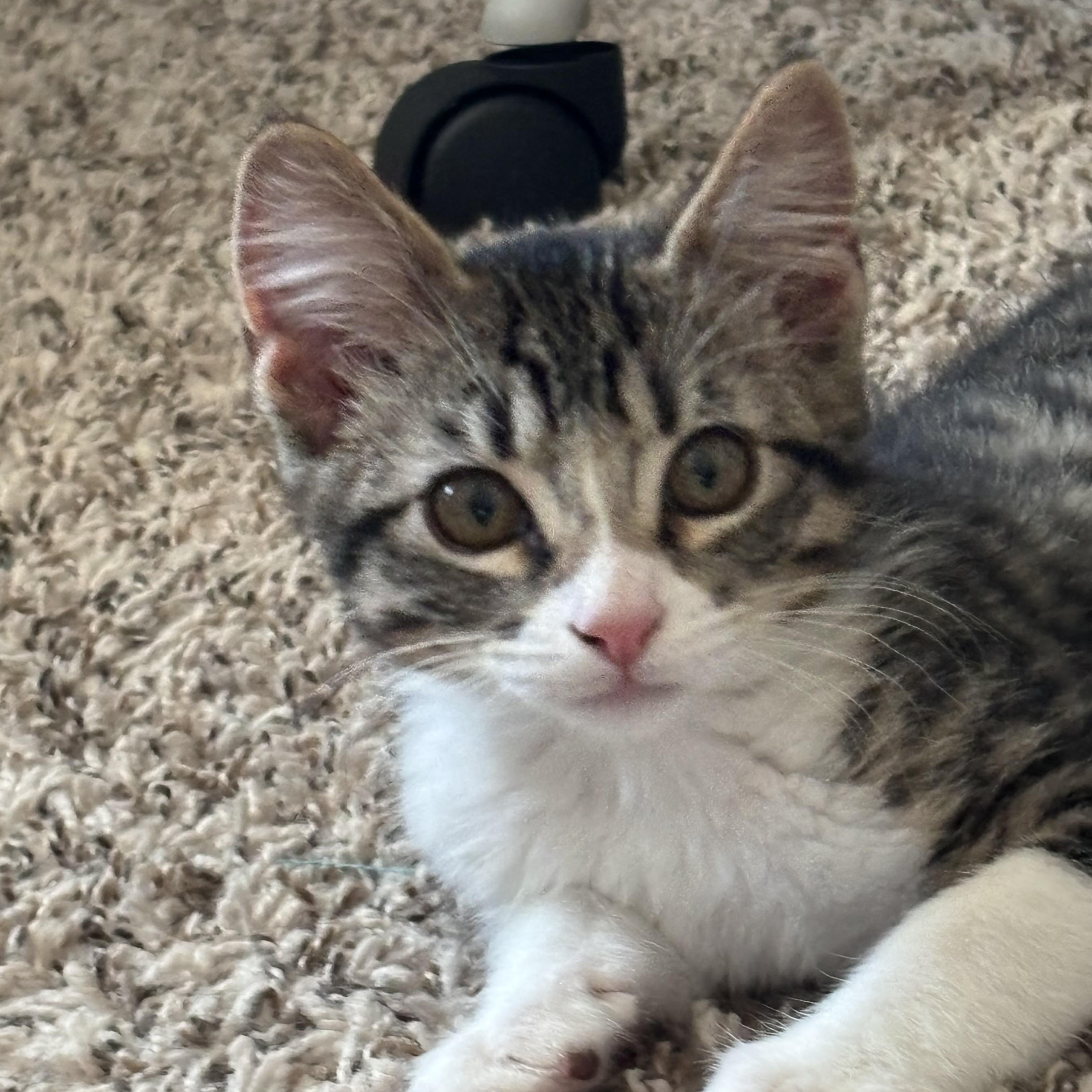 Rosie, a ADOPTABLE Tabby in Sacramento, CA image 4/5