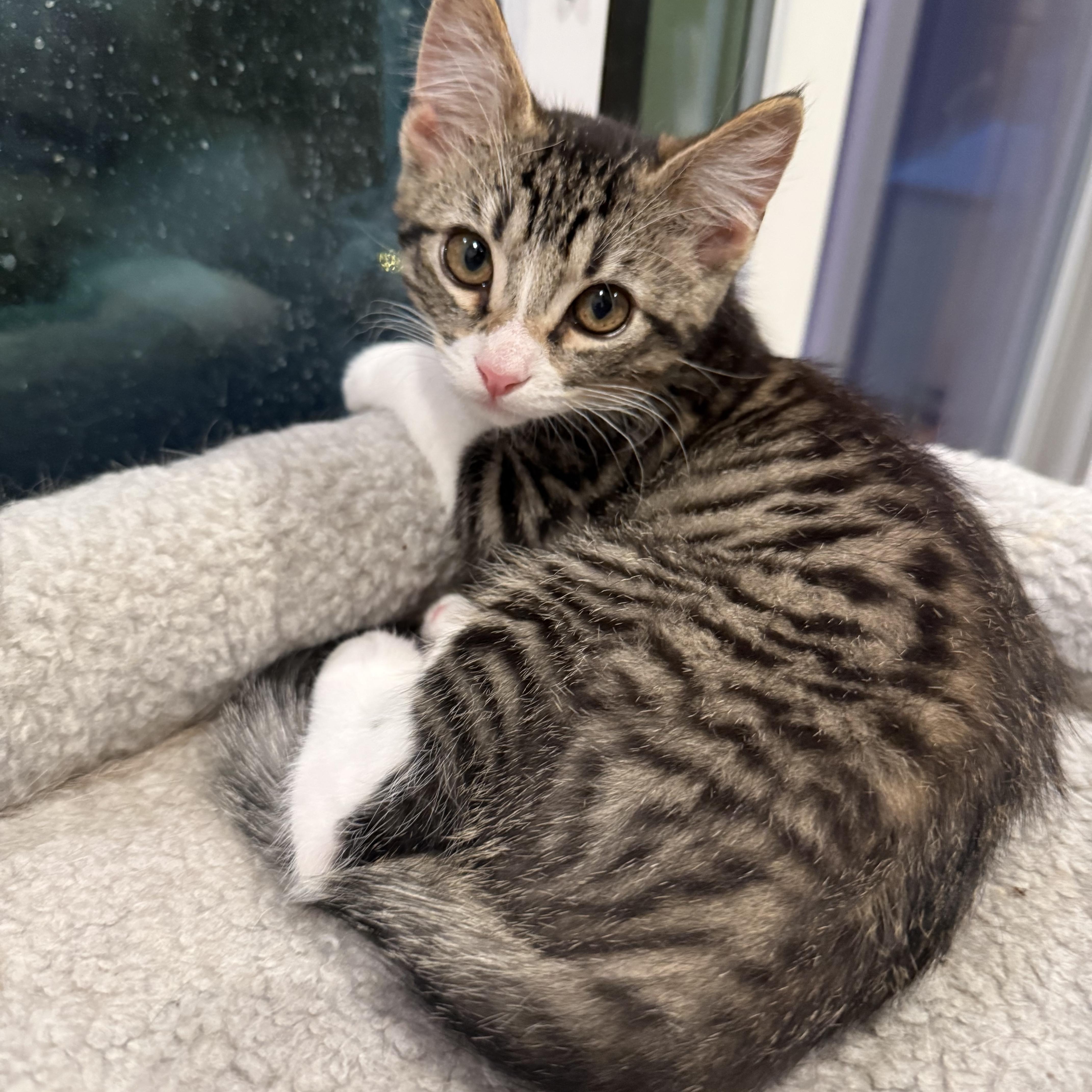 Rosie, ADOPTABLE, Kitten Female Tabby.