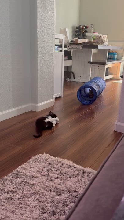 Enlarge Rosie, a ADOPTABLE Tabby in Sacramento, CA video 5/5