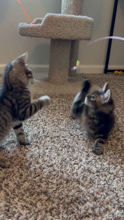 Enlarge Rosie, a ADOPTABLE Tabby in Sacramento, CA video 3/5