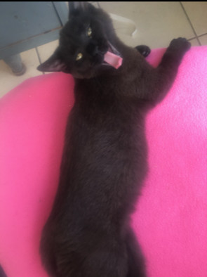 EARTH!!, Adoptable, Young Female Domestic Short Hair.