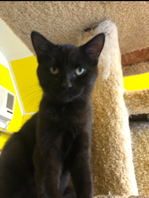 EARTH!!, a Adoptable Domestic Short Hair in Owensboro, KY image 2/6