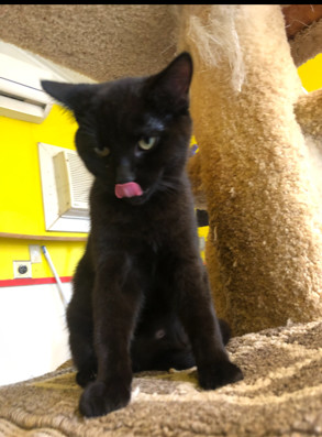 EARTH!!, a Adoptable Domestic Short Hair in Owensboro, KY image 3/6