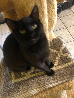 EARTH!!, a Adoptable Domestic Short Hair in Owensboro, KY image 4/6