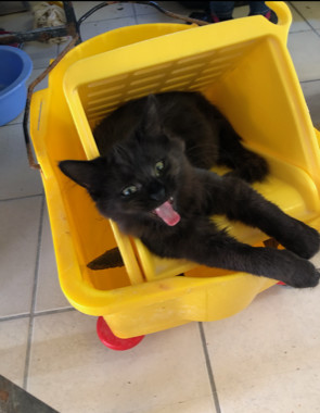 EARTH!!, a Adoptable Domestic Short Hair in Owensboro, KY image 5/6