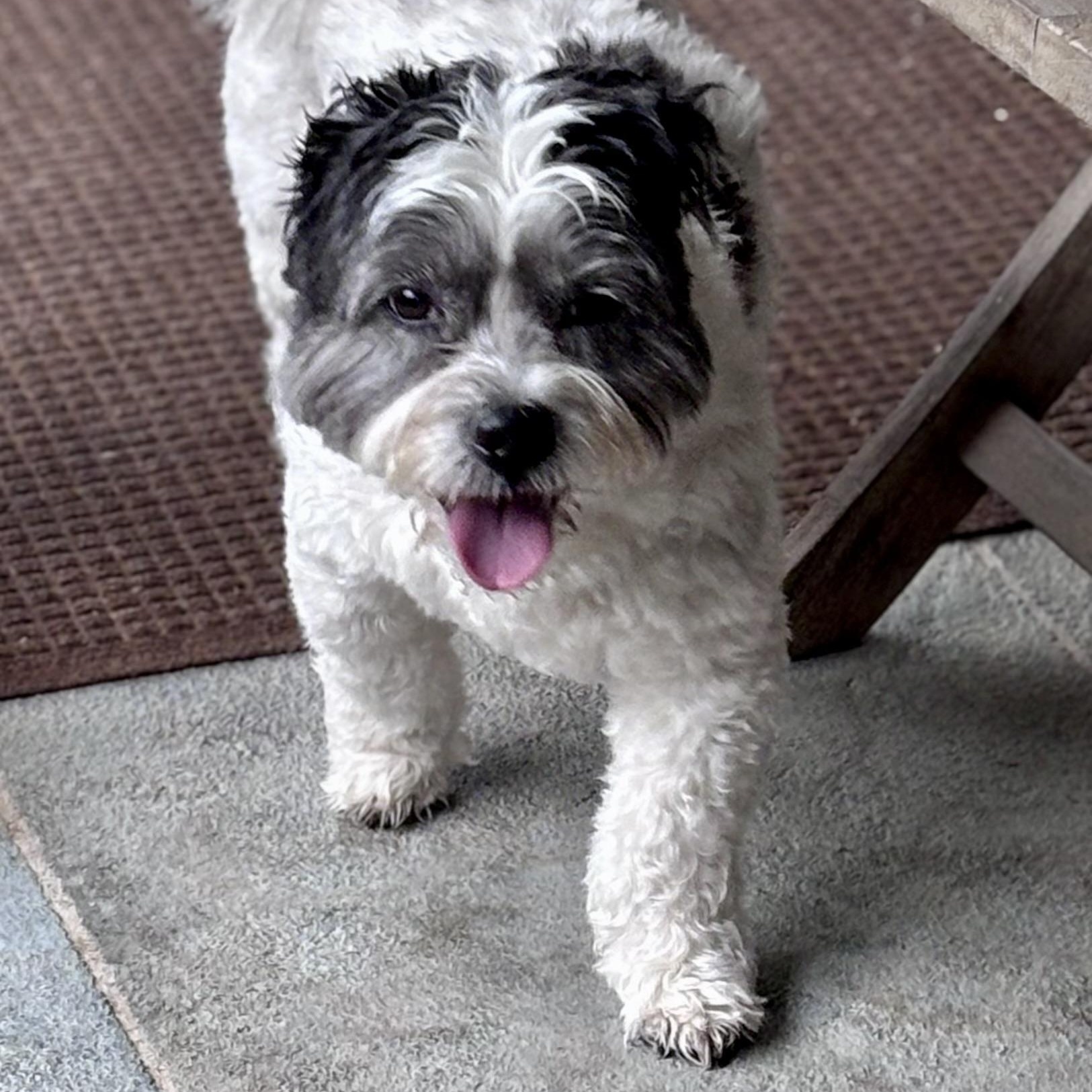 Enlarge Cyrus — The Curly‑Coated Cutie With a Heart of Gold, an adopted mixed breed in Wytheville, VA image 4/6