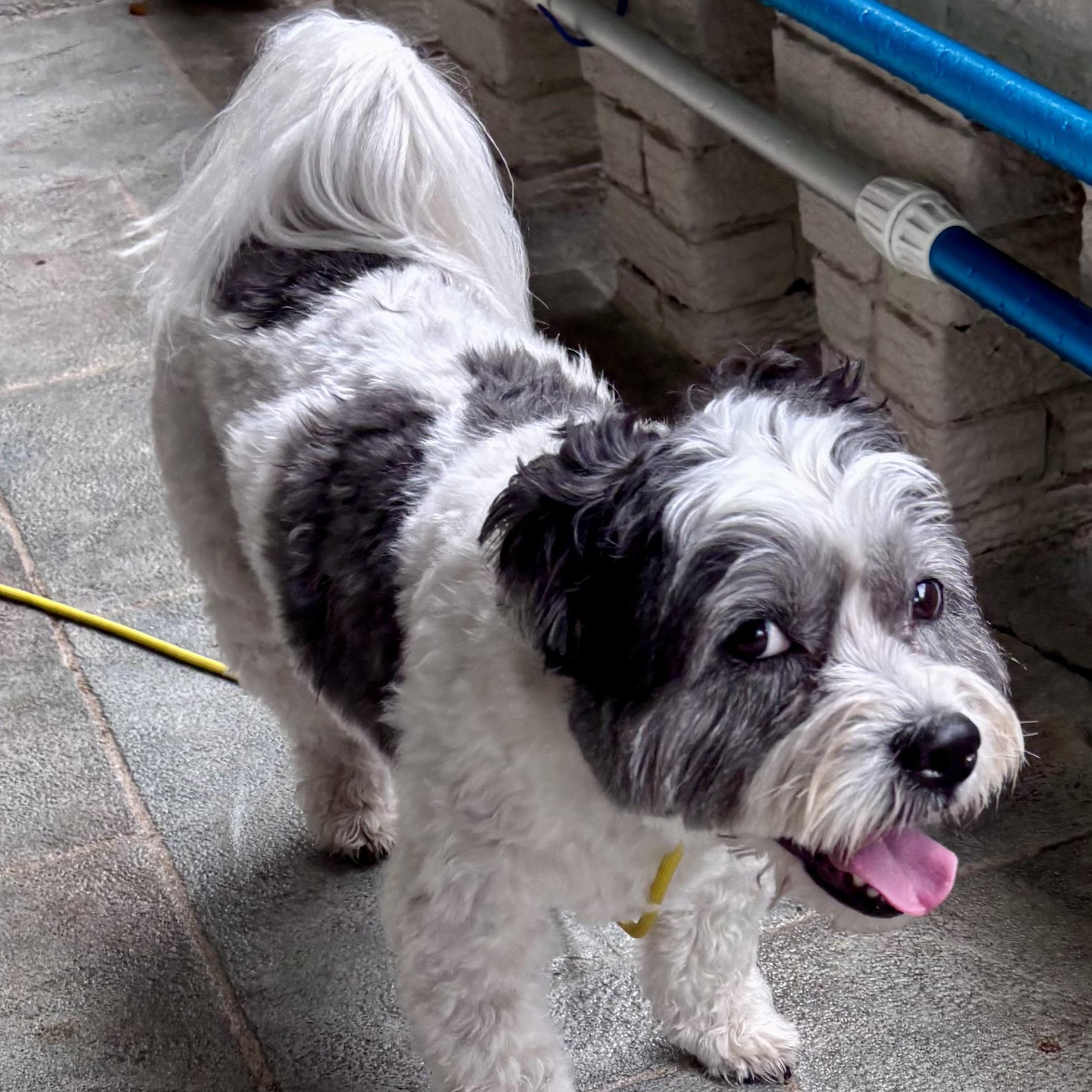 Enlarge Cyrus — The Curly‑Coated Cutie With a Heart of Gold, an adopted mixed breed in Wytheville, VA image 5/6