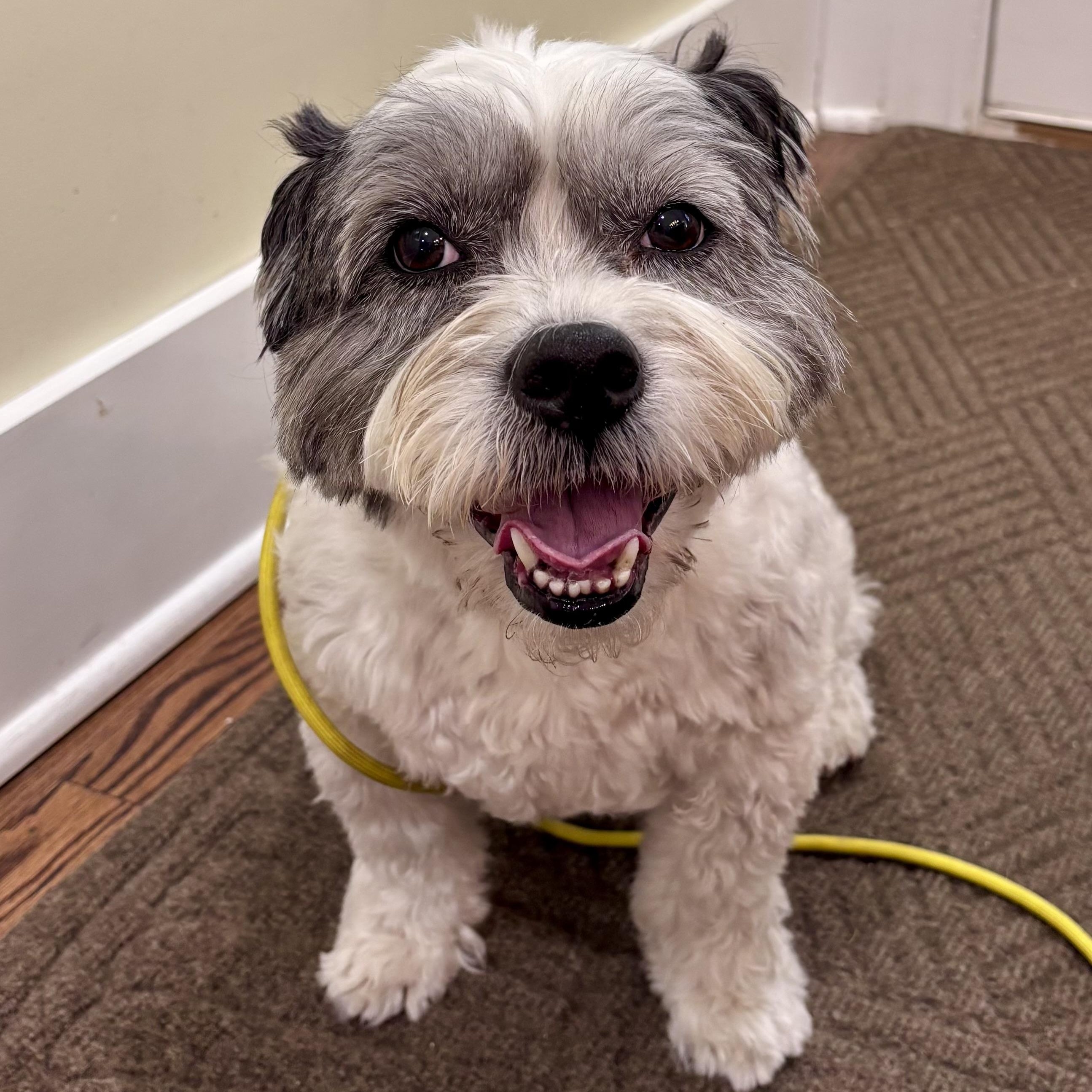 Enlarge Cyrus — The Curly‑Coated Cutie With a Heart of Gold, an adopted mixed breed in Wytheville, VA image 1/6