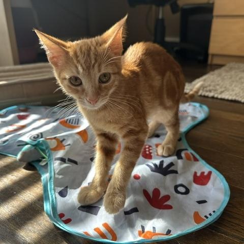 Sunny, a ADOPTABLE American Shorthair in North Hollywood, CA image 5/6