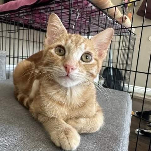 Sunny, a ADOPTABLE American Shorthair in North Hollywood, CA image 3/6