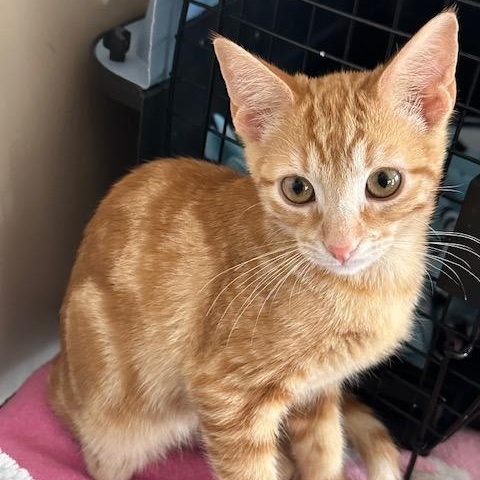 Sunny, a ADOPTABLE American Shorthair in North Hollywood, CA image 6/6
