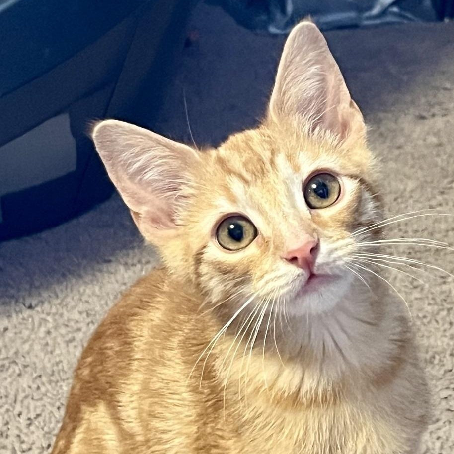Sunny, ADOPTABLE, Kitten Male American Shorthair.