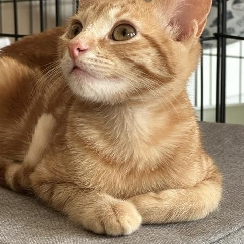 Sunny, a ADOPTABLE American Shorthair in North Hollywood, CA image 4/6