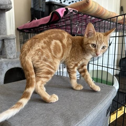 Sunny, ADOPTABLE, Kitten Male American Shorthair.