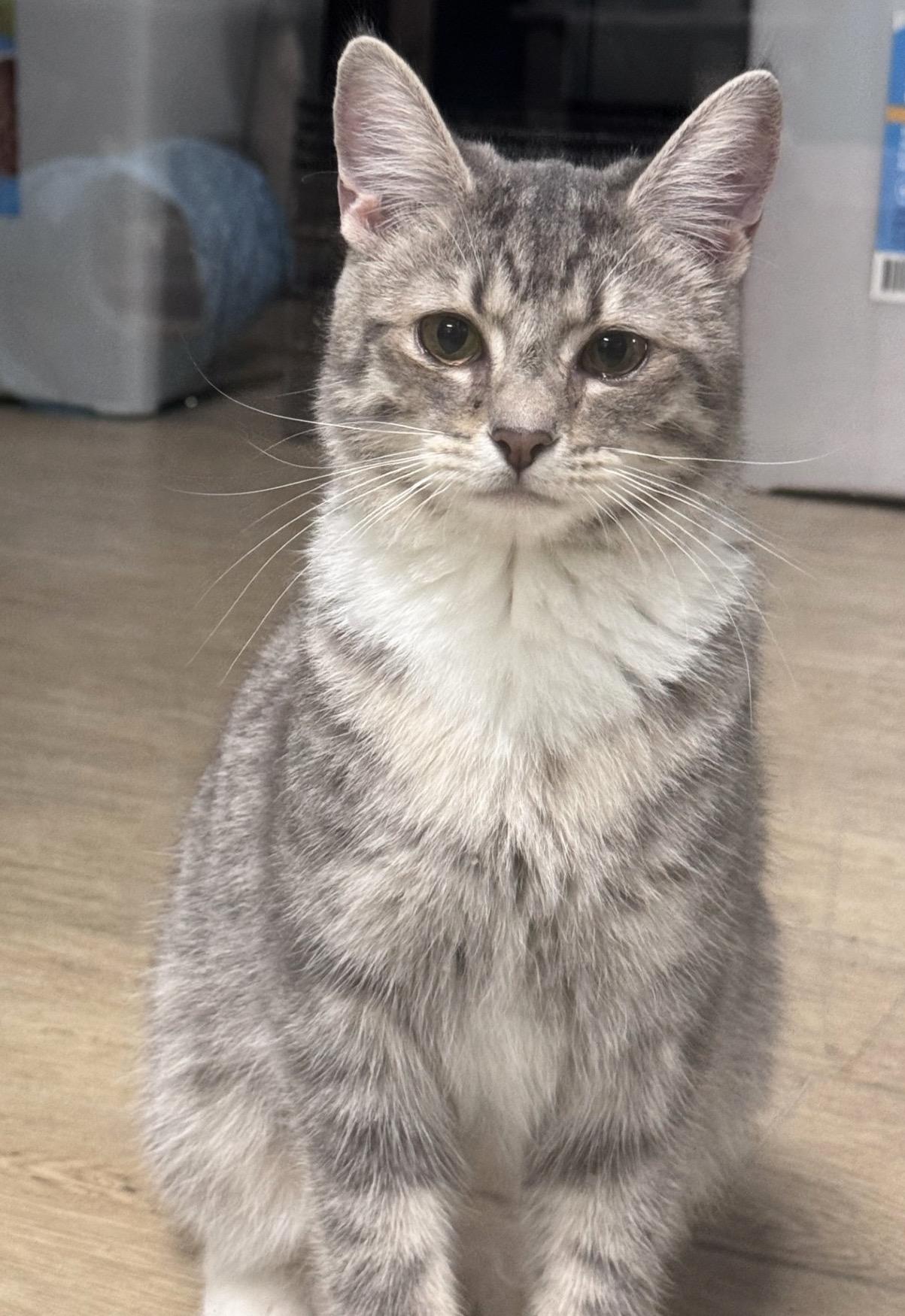 LOVEBUG, Adoptable, Young Female American Shorthair.